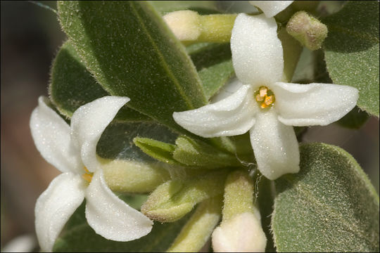 Image of Daphne alpina L.