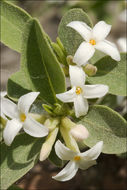 Image of Daphne alpina L.