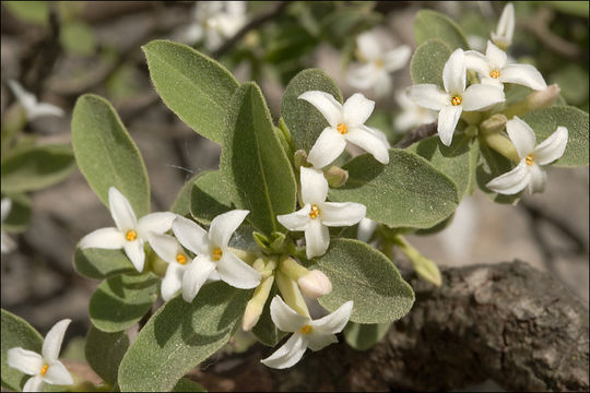 Image of Daphne alpina L.