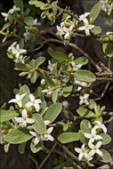 Image of Daphne alpina L.