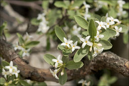 Image of Daphne alpina L.