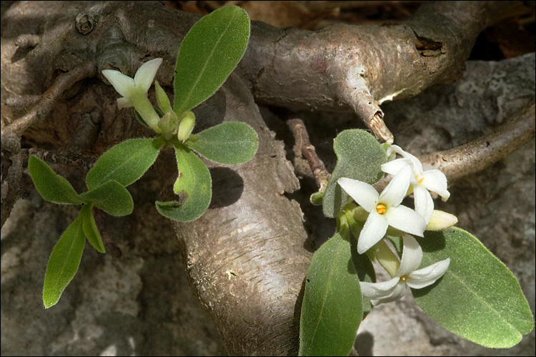 Image of Daphne alpina L.