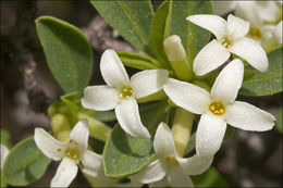 Image of Daphne alpina L.