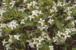 Image of Daphne alpina L.