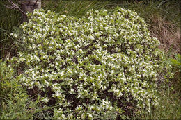 Image of Daphne alpina L.