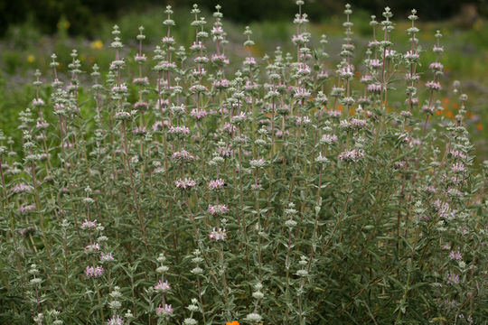 Imagem de Salvia leucophylla Greene