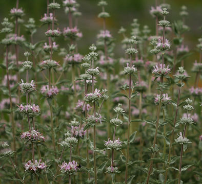 Image de Salvia leucophylla Greene