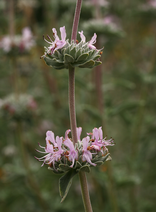 Image de Salvia leucophylla Greene