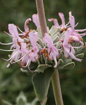 Image de Salvia leucophylla Greene