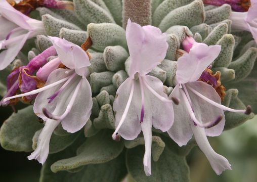 Imagem de Salvia leucophylla Greene