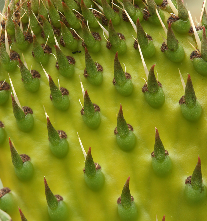 Imagem de Opuntia ficus-indica (L.) Mill.
