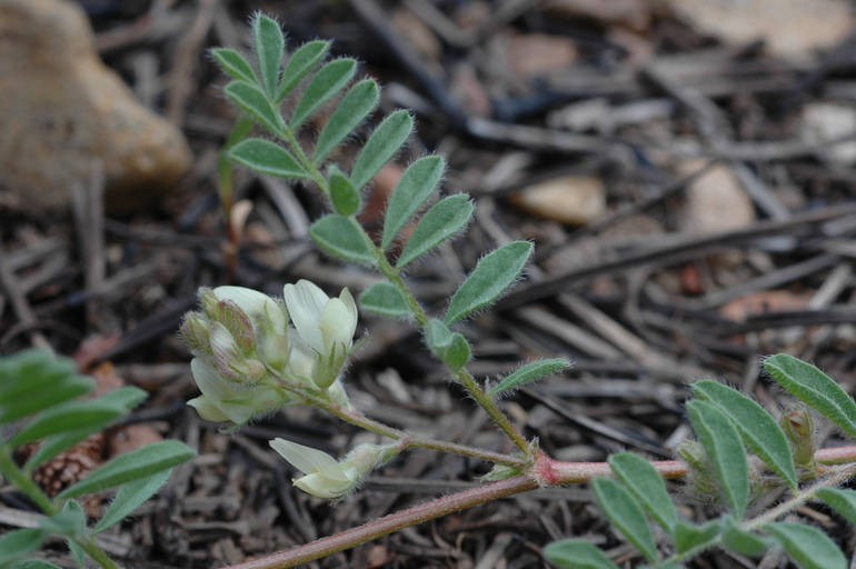 Sivun Astragalus lentiformis A. Gray kuva