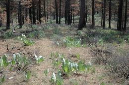 Sivun Astragalus lentiformis A. Gray kuva