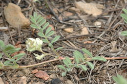 Sivun Astragalus lentiformis A. Gray kuva