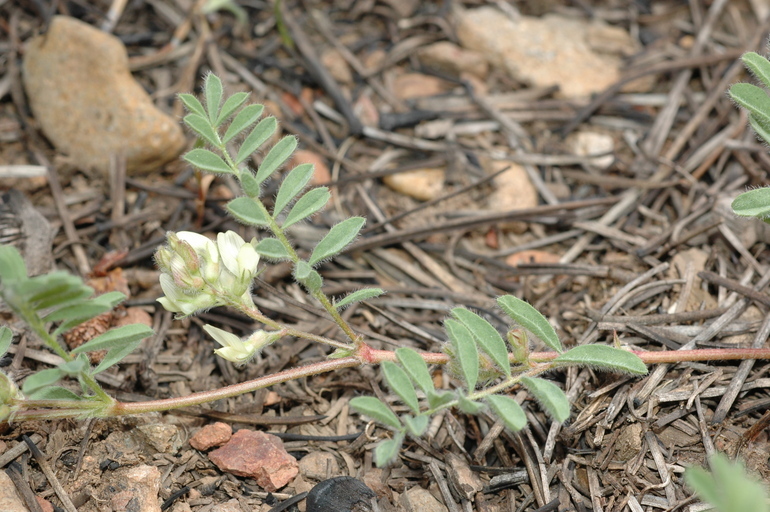 Sivun Astragalus lentiformis A. Gray kuva