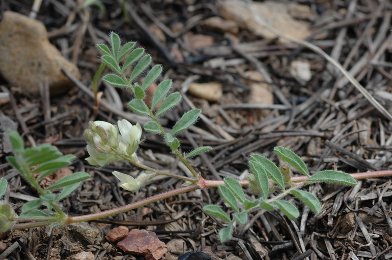 Sivun Astragalus lentiformis A. Gray kuva