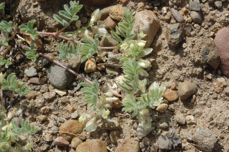 Sivun Astragalus lentiformis A. Gray kuva