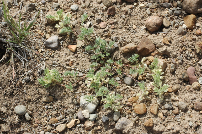 Sivun Astragalus lentiformis A. Gray kuva