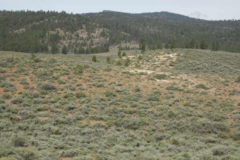 Sivun Astragalus lentiformis A. Gray kuva