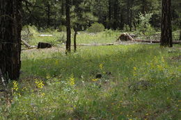 Image of California goldenbanner