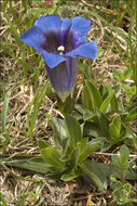 Image of Stemless Gentian