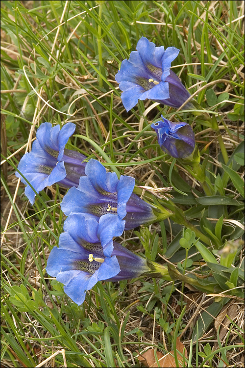 Image of Stemless Gentian