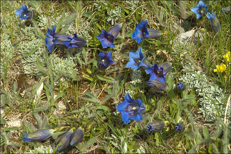 Image of Stemless Gentian