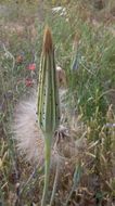 Image of salsify