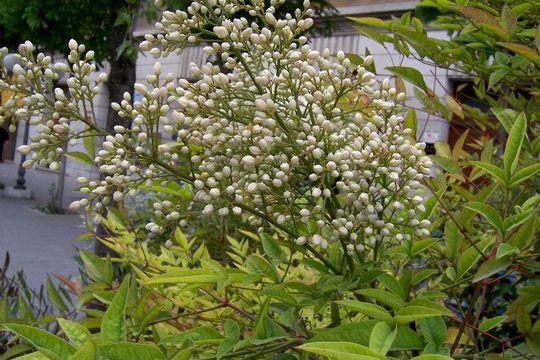 Image of sacred bamboo