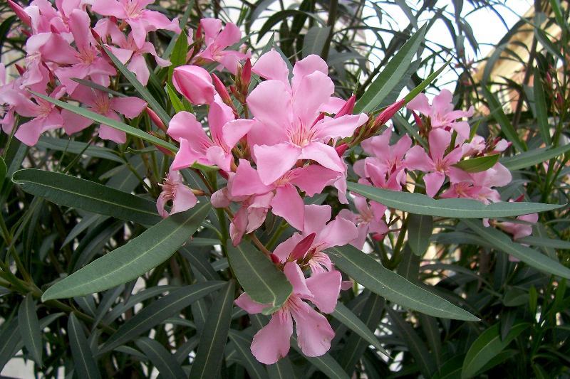 Image of Oleander