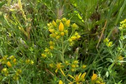 Image of St John's wort