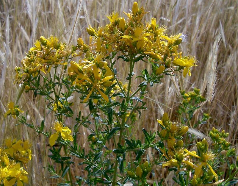 Image of St John's wort