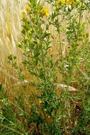 Image of St John's wort