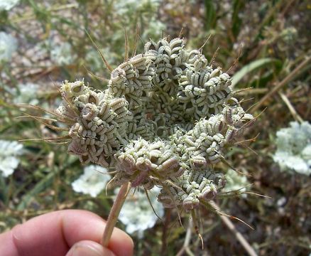 Image of Tordylium officinale L.