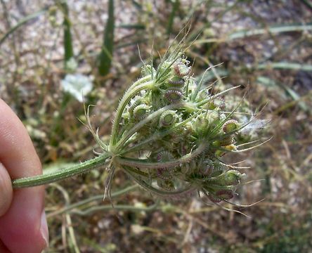 Image of Tordylium officinale L.