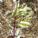 Image of Thapsia garganica L.