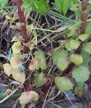 Image of Horizontal navelwort