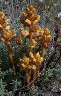 Image of Orobanche alba Steph. ex Willd.