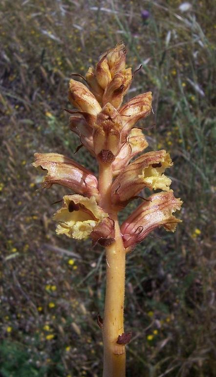 Image of Orobanche alba Steph. ex Willd.