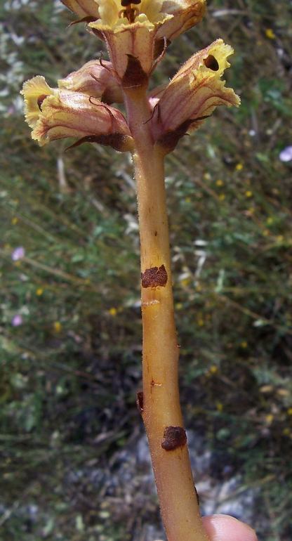 Image de Orobanche alba Steph. ex Willd.