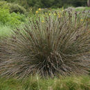 Image of <i>Juncus acutus</i> ssp. <i>leopoldii</i>