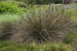 Image of <i>Juncus acutus</i> ssp. <i>leopoldii</i>