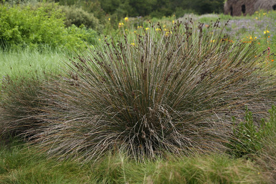 Imagem de <i>Juncus acutus</i> ssp. <i>leopoldii</i>