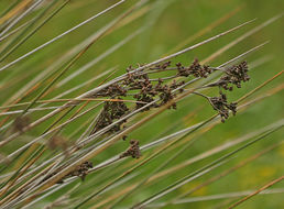 <i>Juncus acutus</i> ssp. <i>leopoldii</i> resmi