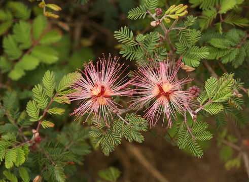 Imagem de Calliandra eriophylla Benth.