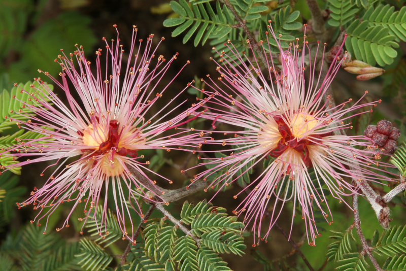 Imagem de Calliandra eriophylla Benth.