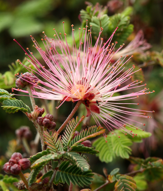 Imagem de Calliandra eriophylla Benth.