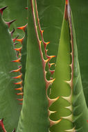 Image of coastal agave