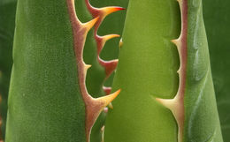 Image of coastal agave