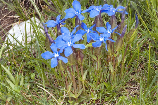 Plancia ëd Gentiana verna subsp. tergestina (G. Beck) Hayek